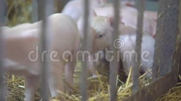 幸运的猪在4K的笼子里躺在稻草上视频的预览图
