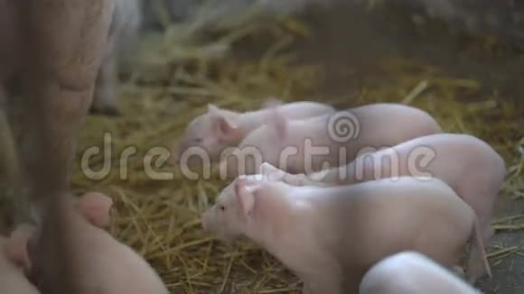 小猪和她的母猪一起休息视频的预览图