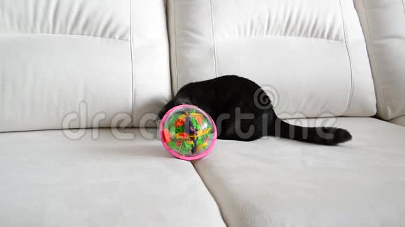 灰色小猫在沙发上玩玩具视频的预览图