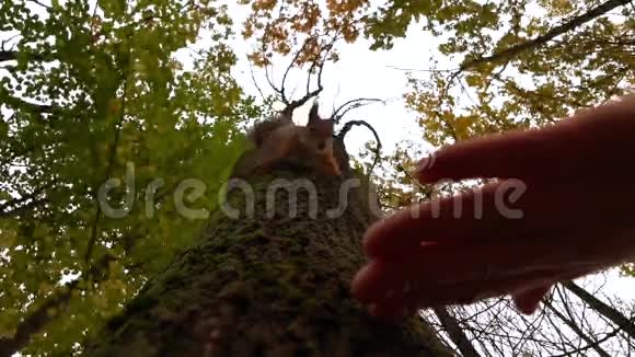 喂松鼠在秋天公园爬树慢动作镜头视频的预览图