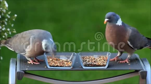 两只鸽子啄鸟籽视频的预览图