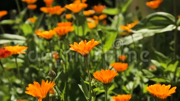 美丽的橙色野花视频的预览图