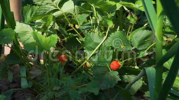 在花园里采摘新鲜的有机草莓视频的预览图