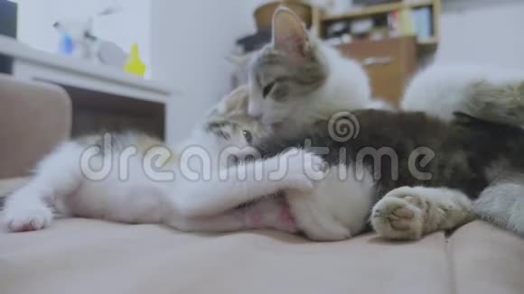 白两只小猫玩着睡觉互相咬着尾巴两只小猫播放慢动作视频生活方式视频的预览图