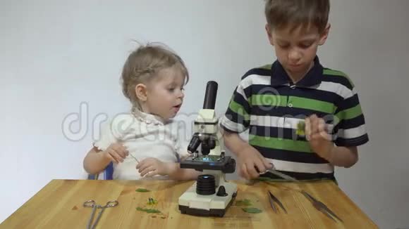 孩子们在显微镜下研究白色墙壁旁边的木桌上的植物视频的预览图