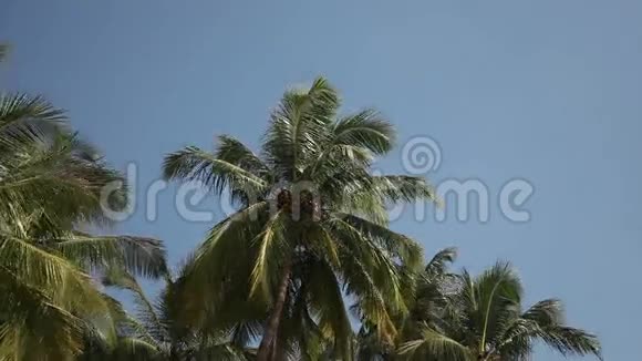 棕榈树在风中摇曳视频的预览图