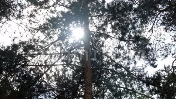 太阳在夏天冲破松树视频的预览图