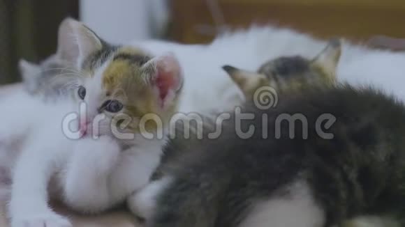 白两只小猫玩着睡觉互相咬着尾巴两只小猫播放慢动作视频生活方式视频的预览图