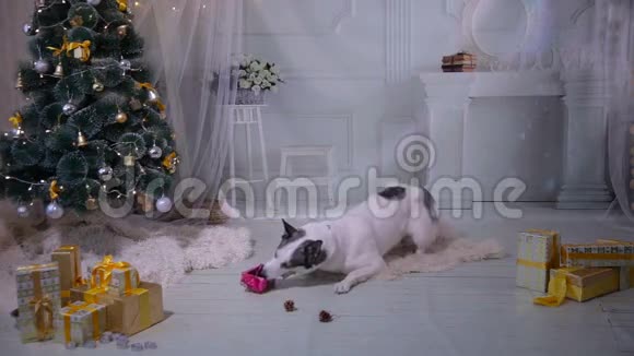在新年庆祝活动中狗在圣诞节装饰附近打开礼物视频的预览图