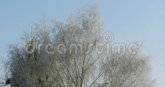 冬天的树枝对抗蓝天视频的预览图