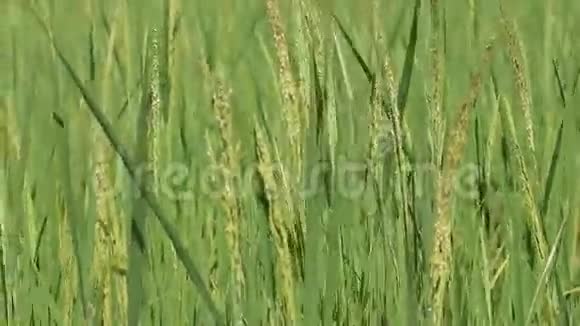 农场里的稻穗视频的预览图