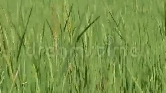 农场里的稻穗视频的预览图