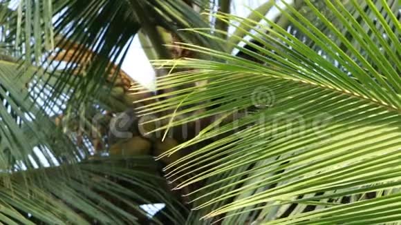 椰子树和棕榈叶视频的预览图