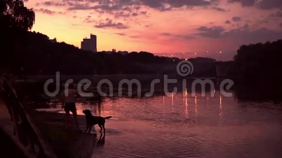 狗在紫色日落时游泳因为扔了棍子慢镜头视频的预览图