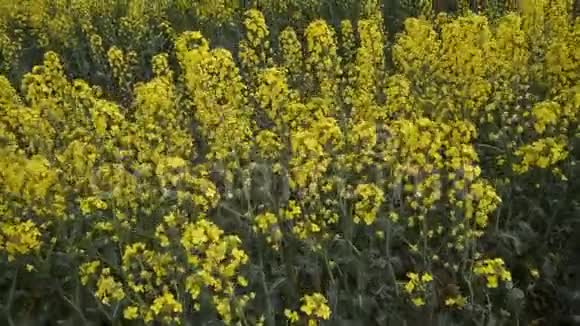 在田野里绽放田野里的黄花雪松作物视频的预览图
