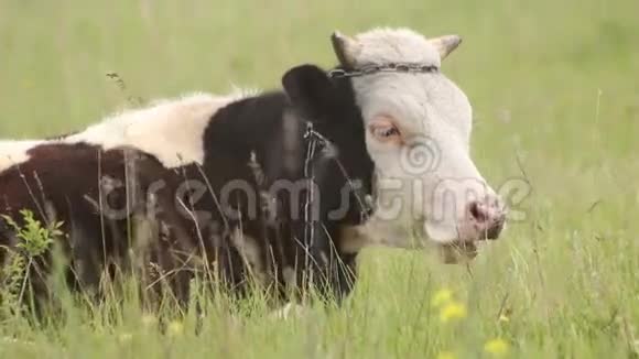 牛在田野上嚼草特写镜头视频的预览图