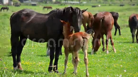 母马和白驹在草地上放牧视频的预览图