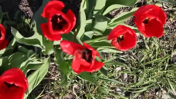 春天阳光下盛开的红色郁金香视频的预览图