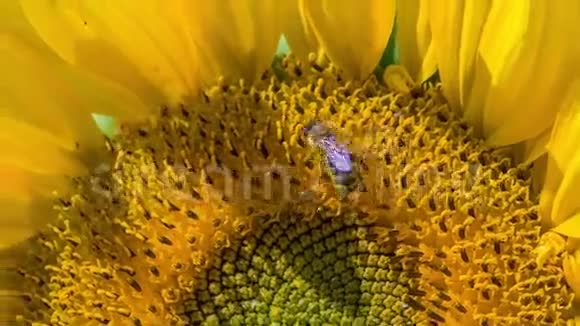 蜜蜂把头伸进花粉里视频的预览图