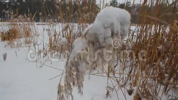 雪和霜在植物上大雪纷飞的天气雪下把草和芦苇收拢视频的预览图
