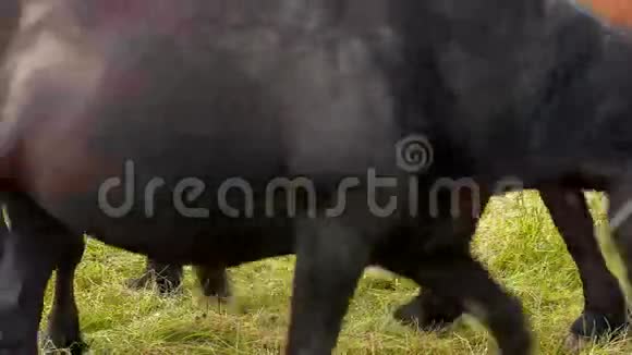 黑色和棕色的马走在其他的后面视频的预览图