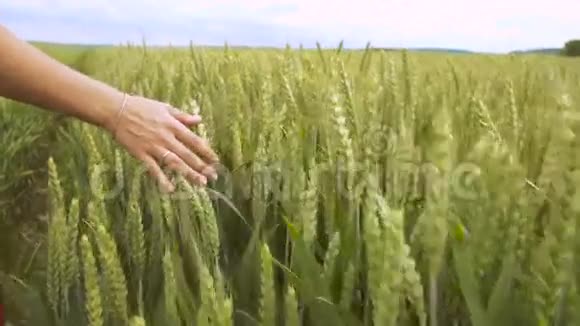 穿着红衣服的女人走在麦田里手是触摸小麦头视频的预览图