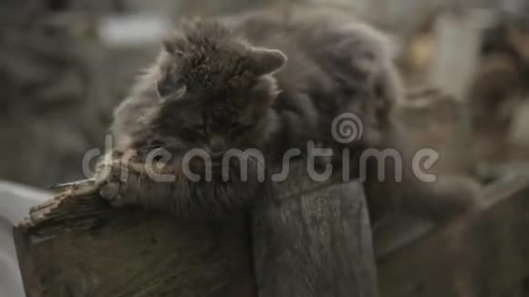 无家可归的紧张的猫正从木栅栏中走下来脏毛白须猫画像周围没有人外部视频的预览图