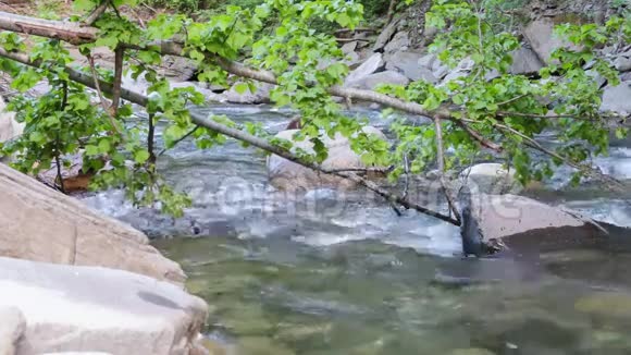 山溪里的叶子视频的预览图