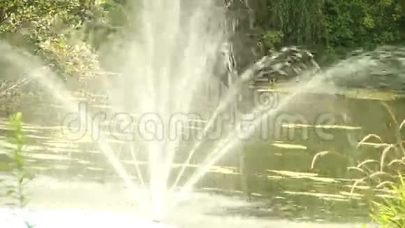 池塘里的喷泉景观视频的预览图