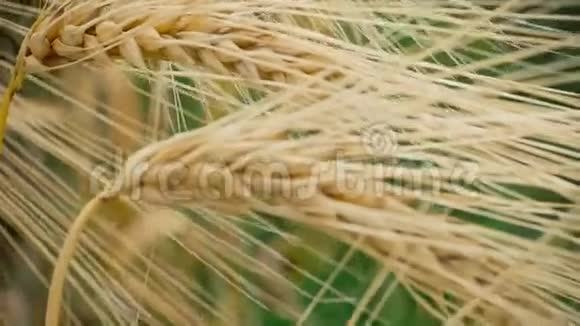 两个熟麦草在风中摇摆的特写镜头深绿色背景视频的预览图