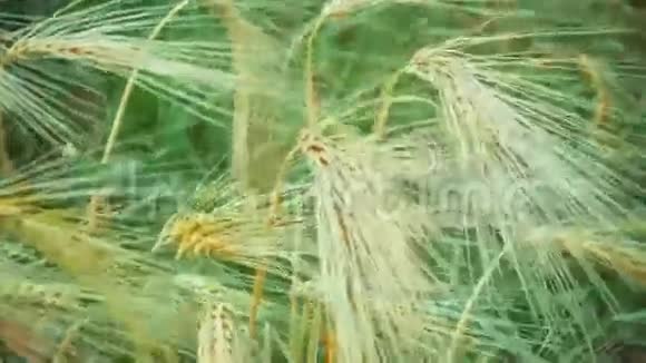 干燥的金色小麦在风中冉冉升起在背景上覆盖着绿草视频的预览图