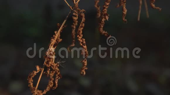 色彩斑斓的天然芦苇观视频的预览图