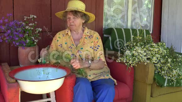 戴帽子的老奶奶摘洋甘菊花药4K视频的预览图