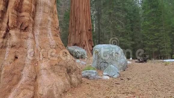 在约塞米蒂公园修剪巨大的红杉树视频的预览图
