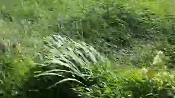 风摇动田野上的草大自然大风视频的预览图