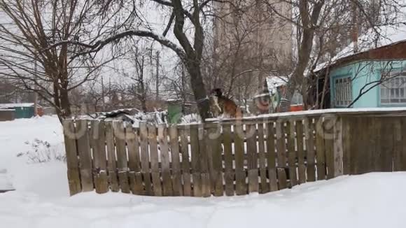 美丽的可爱的黑色的棕色的宠物朋友在户外冬天站在白色的雪上铁栅栏模糊模糊视频的预览图