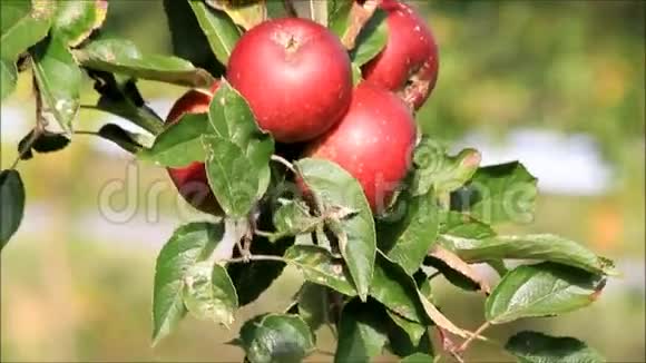 树上的红苹果视频的预览图