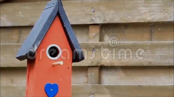 蓝雀从巢箱里飞出来视频的预览图
