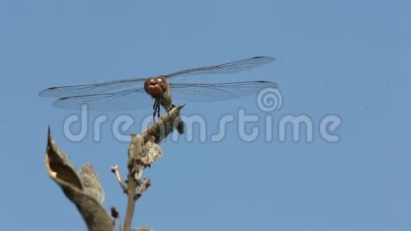 蜻蜓坐在干树枝上在蓝天背景下等待猎物视频的预览图