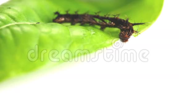 骑士蝴蝶的毛毛虫吃寄主植物的叶子视频的预览图