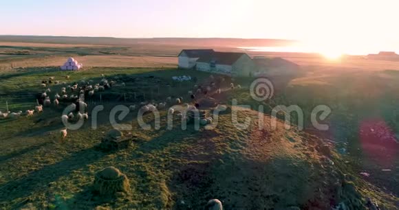 冰岛东北部日落时4K钻机飞越羊场视频的预览图