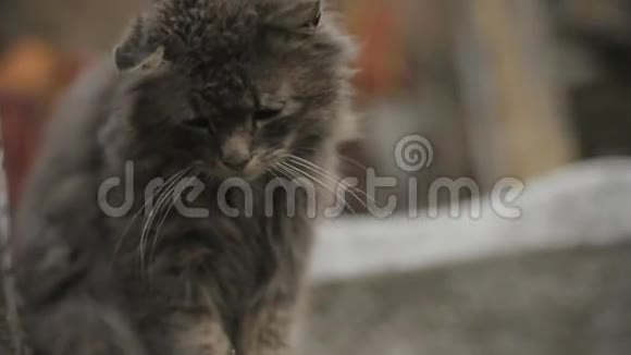 孤独的灰猫长着长长的白须和悲伤的神情坐在篱笆上然后就在逃跑毛茸茸的猫猫视频的预览图