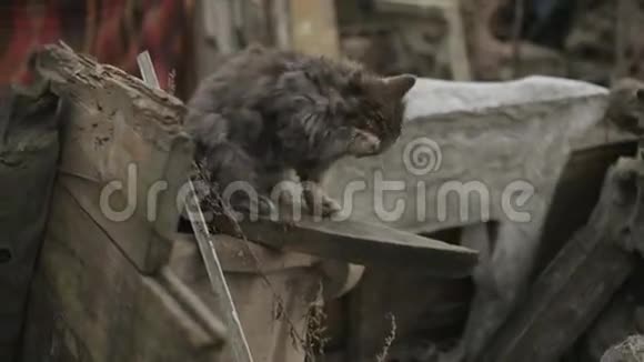 肮脏的灰猫坐在损坏的纪念碑上洗自己舔猫毛茸茸的无家可归的猫舔爪子和摩擦视频的预览图