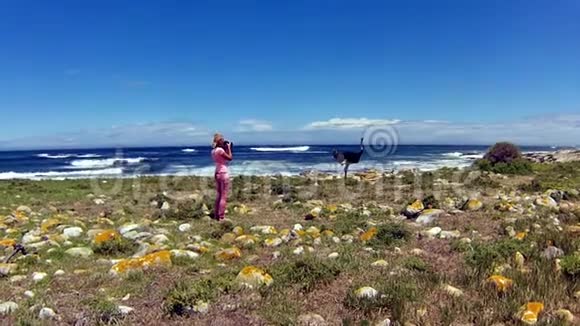 野生鸵鸟海角半岛视频的预览图