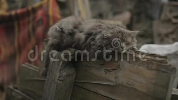 孤独的无家可归的猫在木栅栏上打盹彩色地毯和背景上的垃圾摇摆的尾巴猫视频的预览图