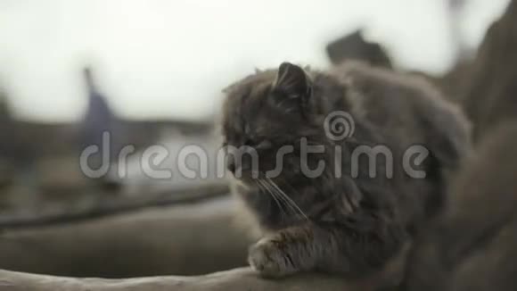 悲伤的无家可归的猫在木栅栏上休息灰色无家可归的猫打盹长长的白色威士忌猫画像没有人视频的预览图