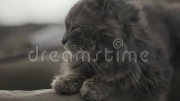 沉睡的老灰猫打盹懒惰的脏猫休息长长的滑稽胡须周围没有人猫肖像视频的预览图