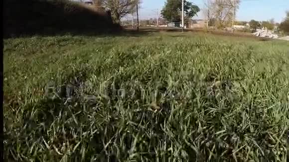 绿草和白昼视频的预览图