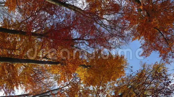 季秋秋天的森林里有金色的山毛榉树和落叶慢动作特写高清写实三维动画视频的预览图