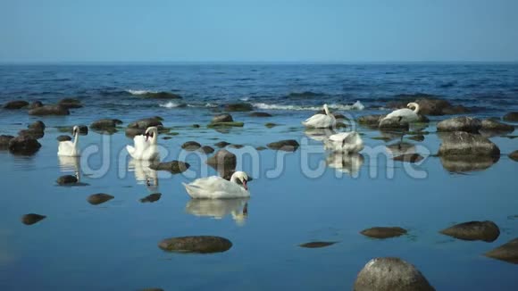 天鹅在海洋景观视频的预览图
